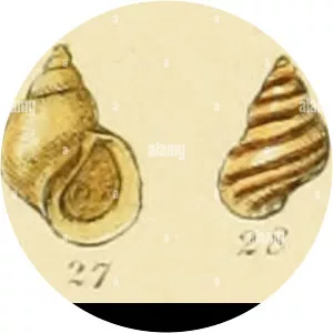 George Brettingham Sowerby II