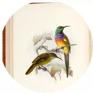 George Ernest Shelley