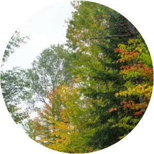 George Washington State Forest