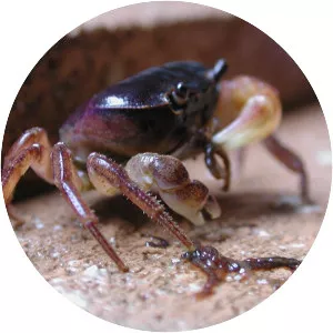 Geothelphusa dehaani - Animal