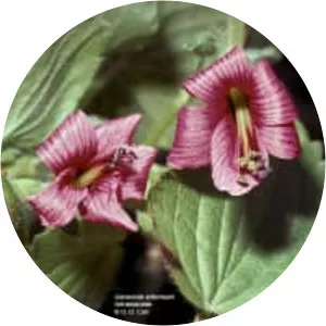 Geranium arboreum - Plants
