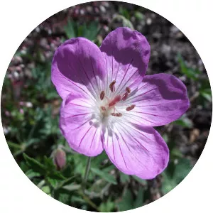 Geranium californicum - Plants