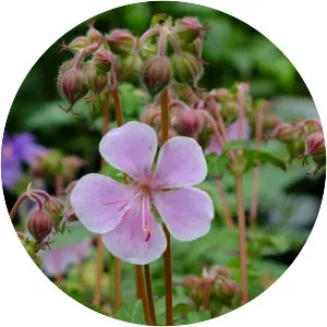 Geranium cantabrigiense - Plants
