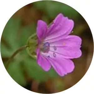 Geranium columbinum - 
