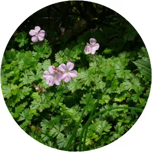 Geranium dalmaticum - Plants