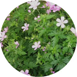 Geranium endressii - Plants
