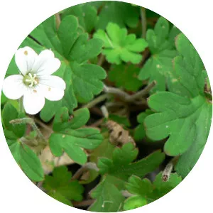 Geranium homeanum - 