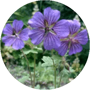 Geranium ibericum - Plants