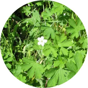 Geranium potentilloides - Plants