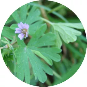 Geranium pusillum (Küçük Çiçekli Turnagagası)