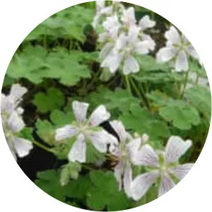 Geranium renardii - Plants