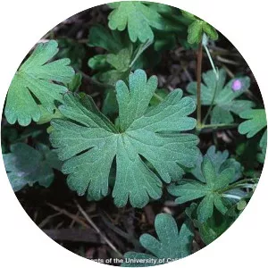 Geranium retrorsum - Plants