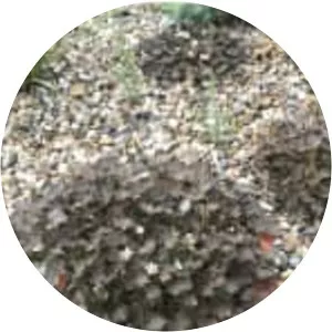 Geranium sessiliflorum - 