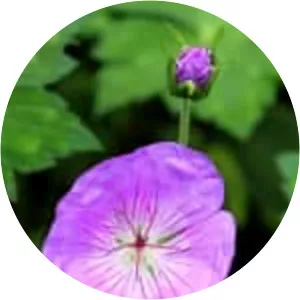 Geranium wallichianum
