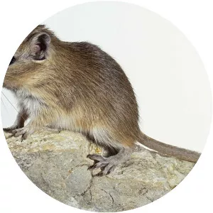 Gerbil