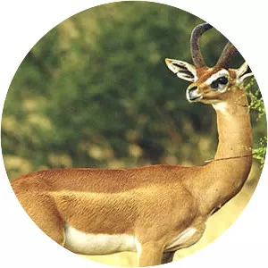 Gerenuk