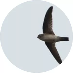 Germain's swiftlet