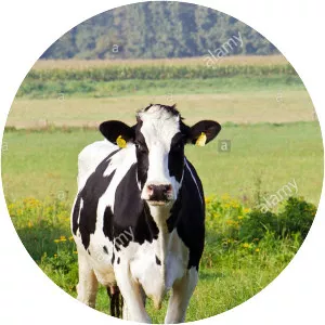 German Black Pied cattle - Cattle breed