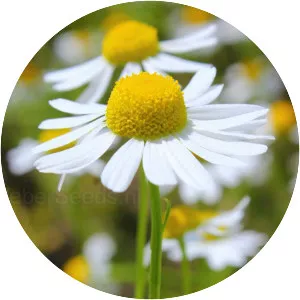 German chamomile