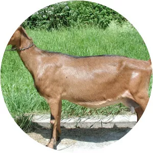 German Improved Fawn