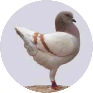 German Modena - Animal breed