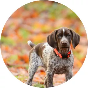 German Shorthaired Pointer