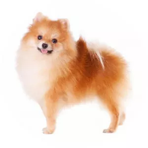German Spitz Klein