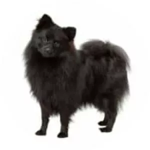 German Spitz Mittel