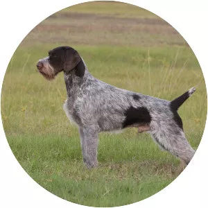 German Wirehaired Pointer