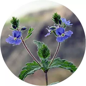 Germander speedwell - Plants