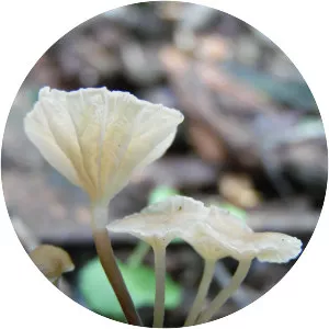 Gerronema viridilucens