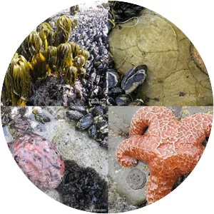 Gerstle Cove State Marine Reserve - 