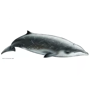 Gervais' beaked whale