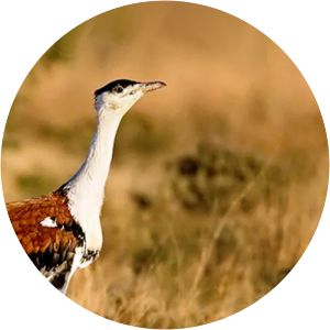 Ghatigaon Wildlife Sanctuary