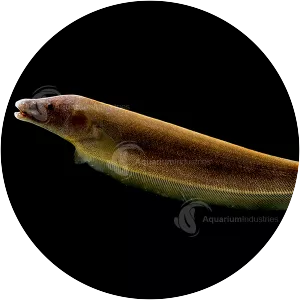 Ghost knifefish