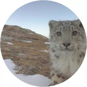 Ghost of the Mountains - 2017 ‧ Nature documentary/Documentary ‧ 1h 18m