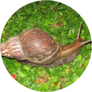 Giant African Snail