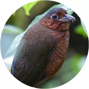 Giant antpitta