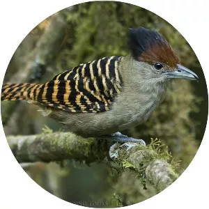 Giant antshrike