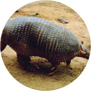 Giant armadillo