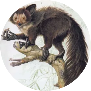 Giant aye-aye