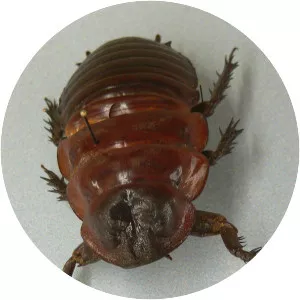 Giant burrowing cockroach