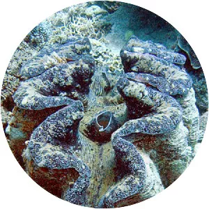 Giant clam