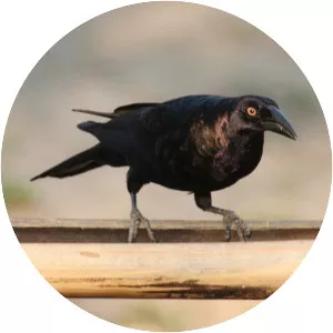 Giant cowbird - Birds