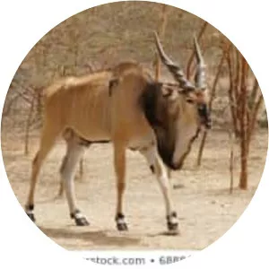 Giant eland - Animal