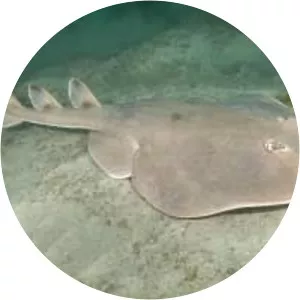 Giant electric ray