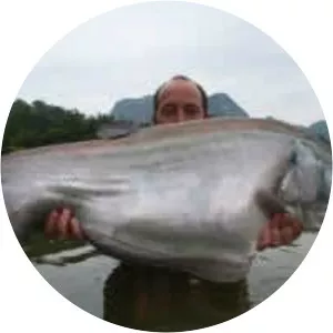 Giant featherback - Fish