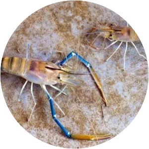 Giant freshwater prawn