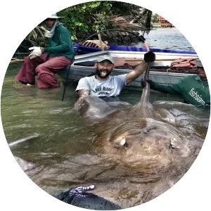 Giant freshwater stingray