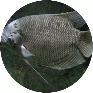 Giant gourami
